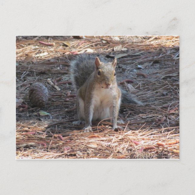 Postal Una ardilla linda (Anverso)