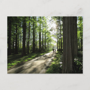 Postal Una caminata por el bosque: Parque Mizumoto, Tokio