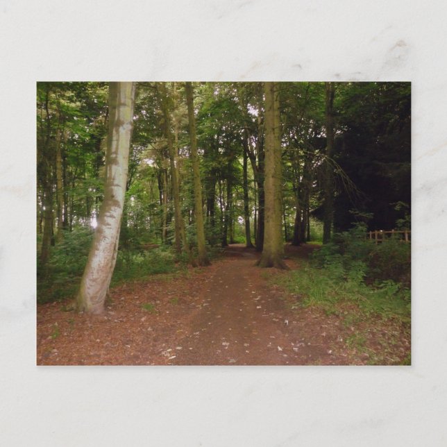 Postal Una caminata por Woodland. (Anverso)