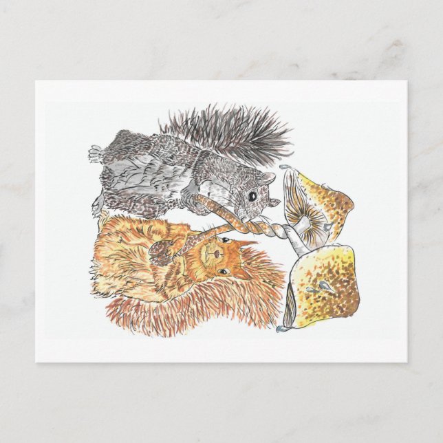 Postal Una caminata por Woodland | Postcarta de ardilla (Anverso)