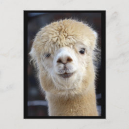 Postal Una cara linda y esponjosa de una alpaca    
