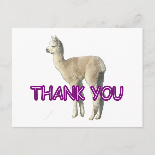Postal Una carta de alpaca "Gracias" (Anverso)