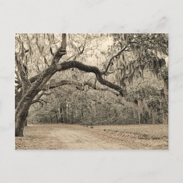 Postal Una carta de Arco de Oakes (Anverso)