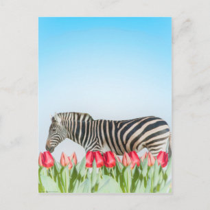 Postal Una cebra entre los tulipanes