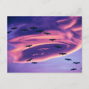 Postal Una composición fotográfica de grúas de Sandhill e