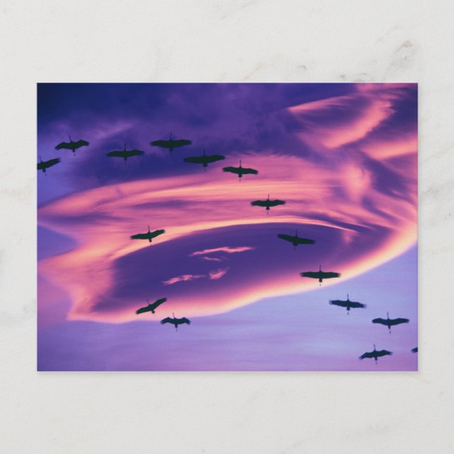 Postal Una composición fotográfica de grúas de Sandhill e (Anverso)