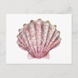 Postal Una concha de invertebrado rosa