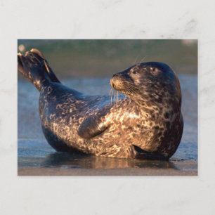 Postal Una cría de foca levantando su cola