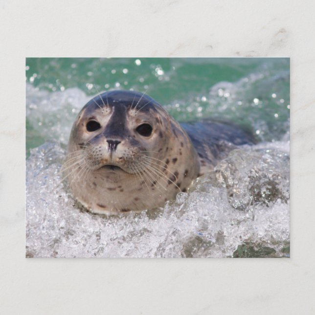 Postal Una cría de foca surfeando (Anverso)