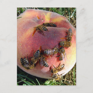 Postal Una Docena De Abejas Y Una Peach