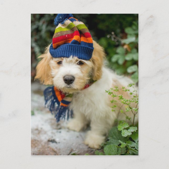 Postal Una Dulce Cavachon Cachorro En Un Gorra De Inviern (Anverso)