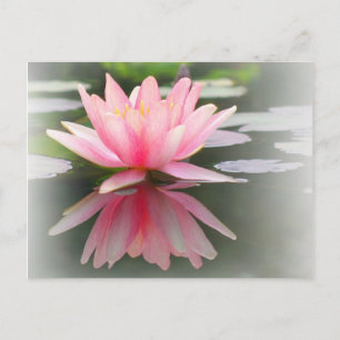 Postal Una encantadora lirio de agua en un estanque
