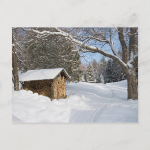 Postal Una escena nevada en el Pequeño Lyford Pond de la 