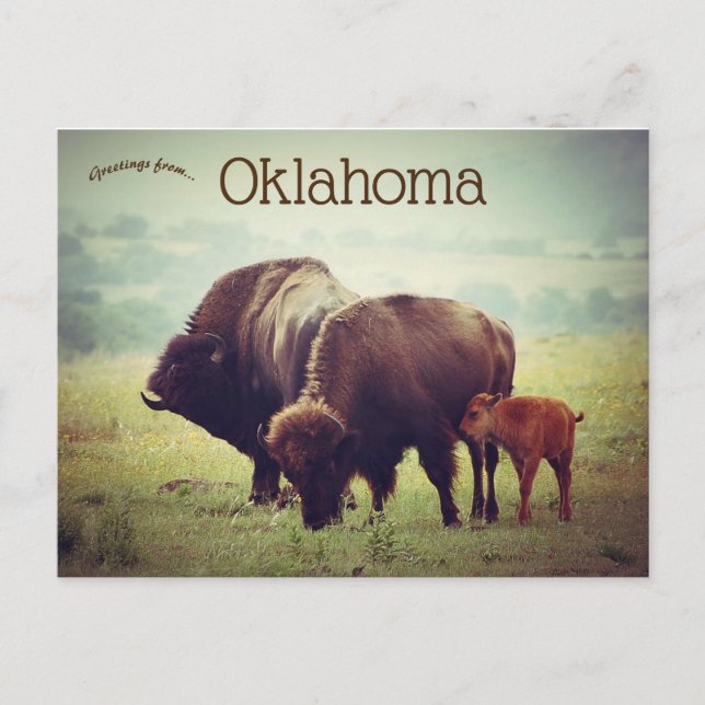 Postal Una familia de Bison en Oklahoma (Anverso)