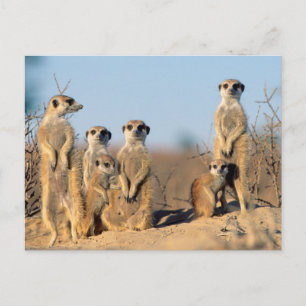 Postal Una familia de suricatas tomando el sol en su guar