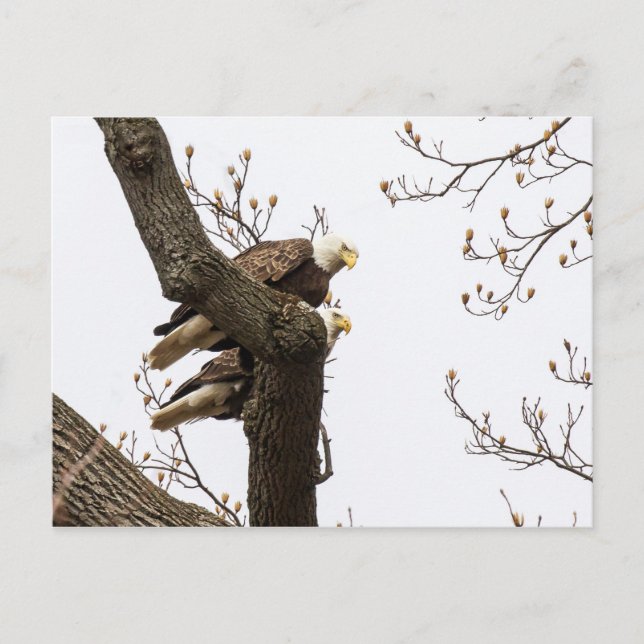 Postal Una feliz (?) pareja águila (Anverso)