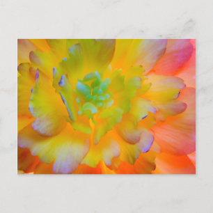 Postal Una flor de begonia brillante con luz trasera