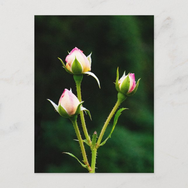 Postal Una flor de rosebudo (Anverso)