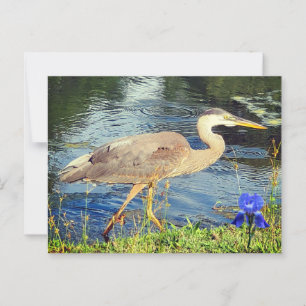 Postal Una garza azul