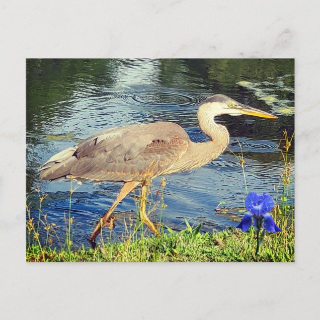 Postal Una garza azul (Anverso)