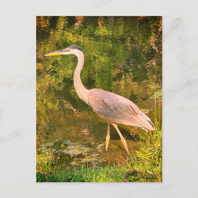 Postal Una garza azul (Anverso)