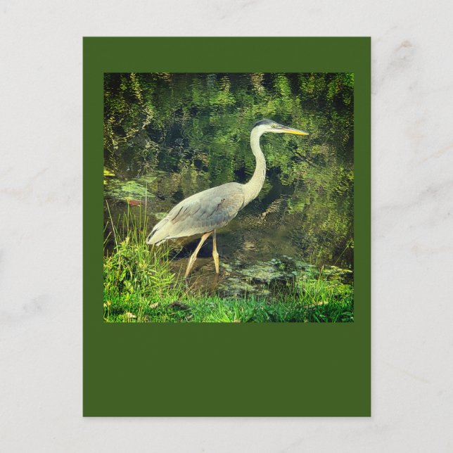 Postal Una garza azul (Anverso)