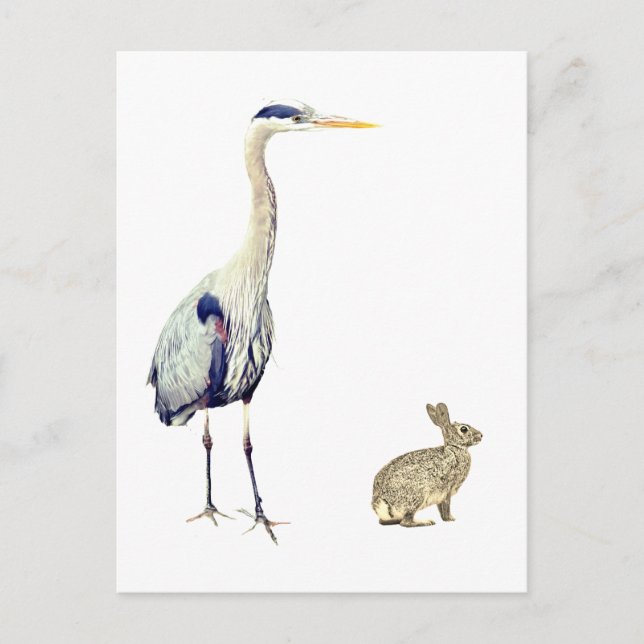 Postal Una garza azul y un conejo (Anverso)