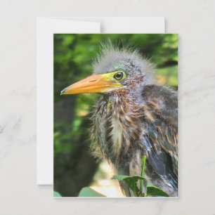 Postal Una garza verde bebé