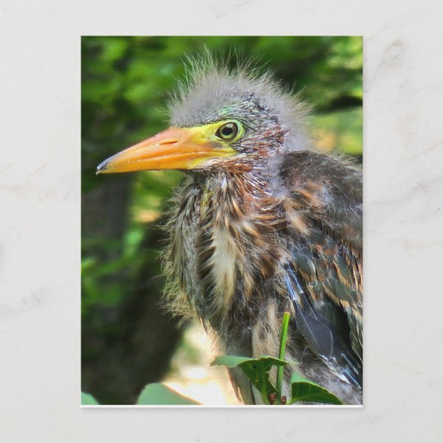 Postal Una garza verde bebé (Anverso)