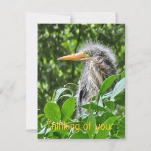 Postal Una garza verde. Pensando en ti