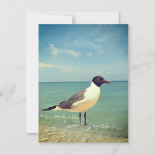 Postal Una gaviota