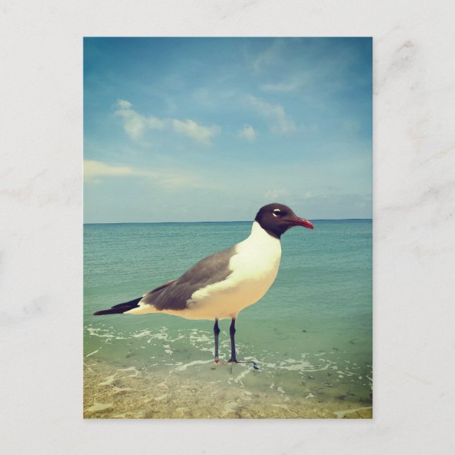 Postal Una gaviota (Anverso)