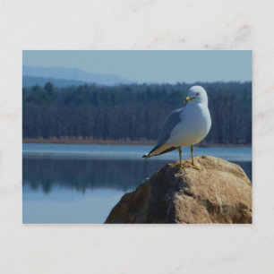 Postal Una gaviota marina de lago Champlain