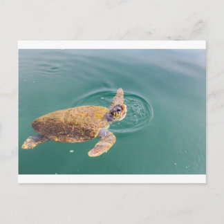 Postal Una gran tortuga marina de natación Caretta