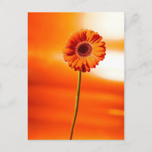 Postal Una hermosa flor en verano