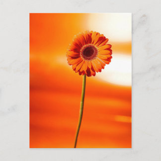 Postal Una hermosa flor en verano