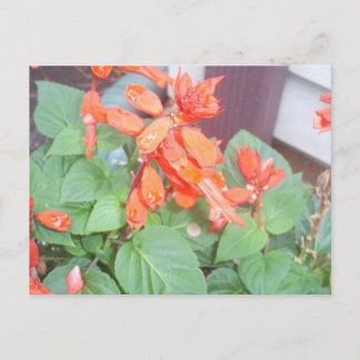 Postal Una hermosa floración naranja de Salvia