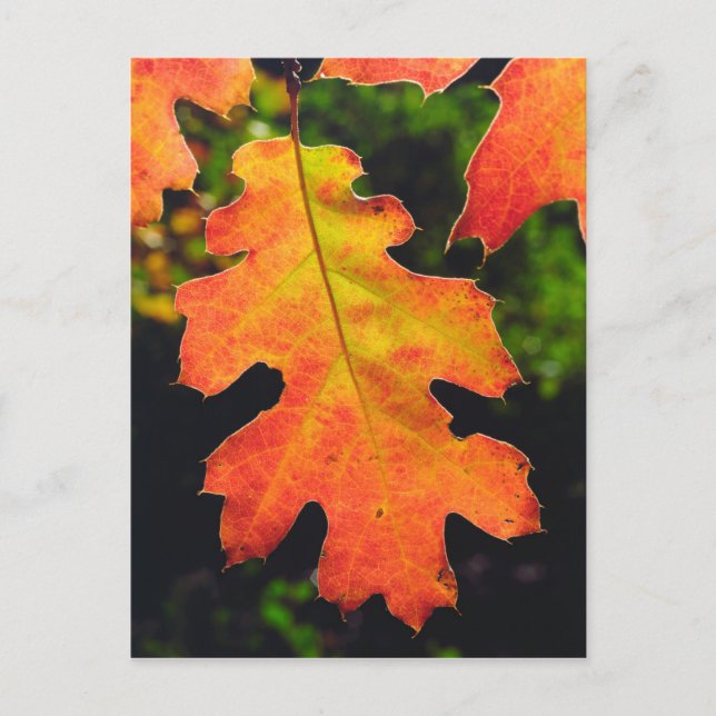 Postal Una hoja de roble en Six Rivers National Forrest (Anverso)