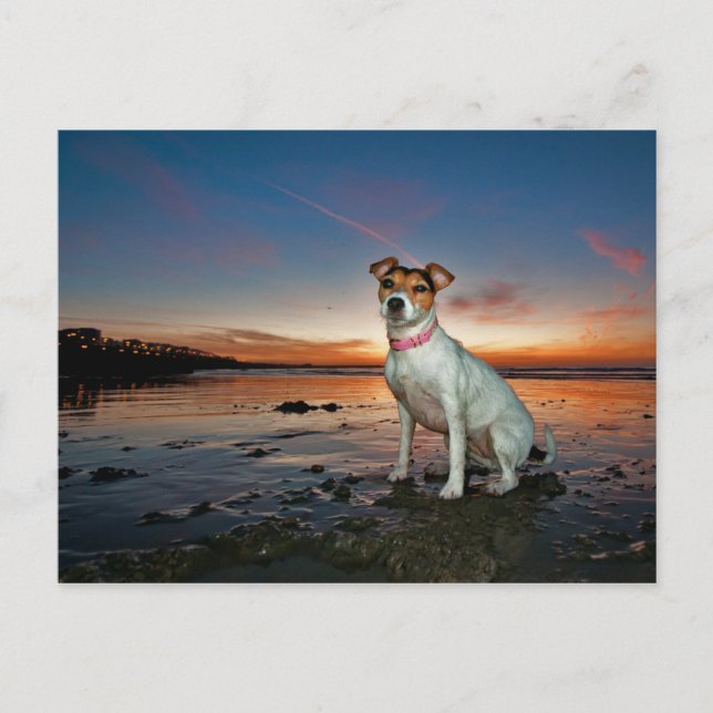 Postal Una Jack Russell Sitting Beach | Playa Brighton (Anverso)