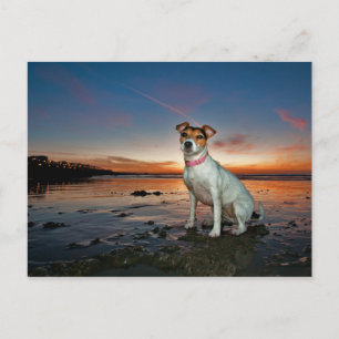 Postal Una Jack Russell Sitting Beach Playa Brighton
