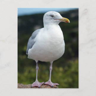 Postal Una joven gaviota