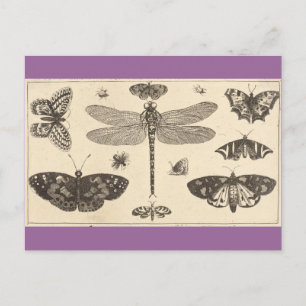 Postal Una libélula, pájaros ladinos y mariposas