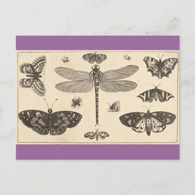 Postal Una libélula, pájaros ladinos y mariposas (Anverso)