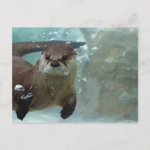 Postal Una linda nutria marrón nadando en una piscina azu