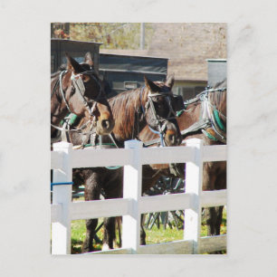Postal Una línea de caballos Amish