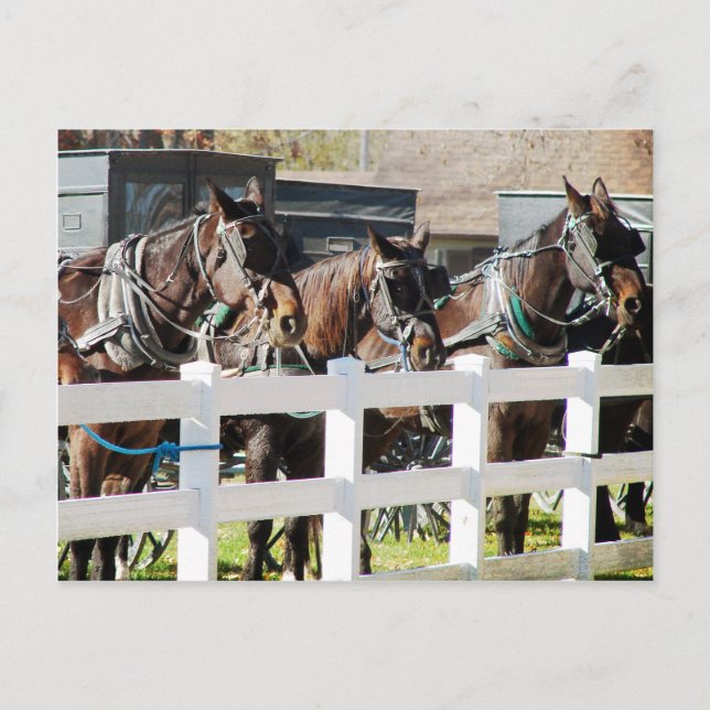 Postal Una línea de caballos Amish en Kalona, Iowa (Anverso)