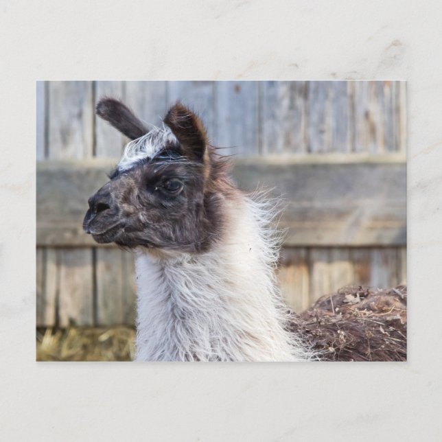 Postal Una Llama Feliz (Anverso)