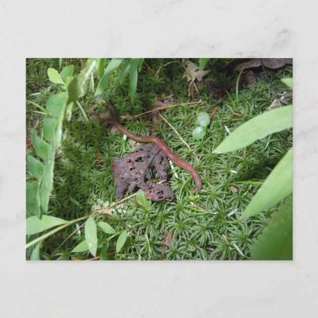 Postal Una lombriz de la Tierra (Anverso)