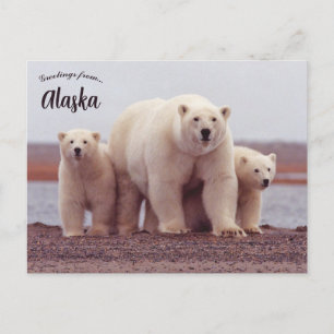 Postal Una madre de oso polar con sus crías en Alaska