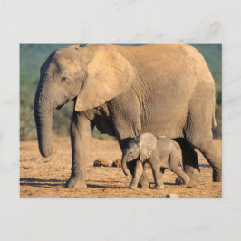 Postal Una madre y cría de elefante africano en movimient